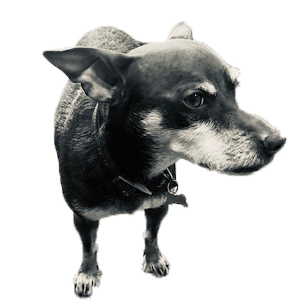 Small dog in black and white