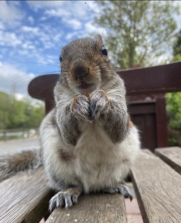 A squirrel holding a nut